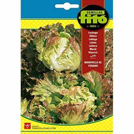 Lettuce Summer Marvel Seeds - www.FOP.ae Buy online Best and Healthy Plants and quality products guarantee in Dubai Plants Shop in Dubai Abu Dhabi all over UAE Plants near me Fresh Plants in Dubai where to buy plants in UAE - FOP.ae