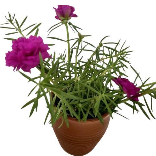 Rose Moss, Portulaca Grandiflora - www.FOP.ae Buy online Best and Healthy Plants and quality products guarantee in Dubai Plants Shop in Dubai Abu Dhabi all over UAE Plants near me Fresh Plants in Dubai where to buy plants in UAE - FOP.ae
