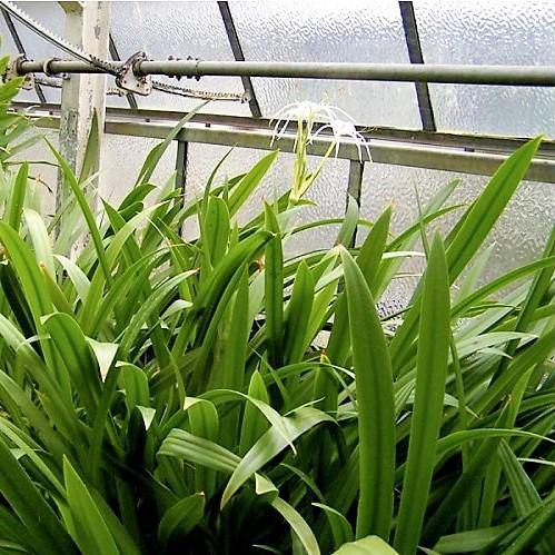Spider Lily, Hymenocallis Littoralis, Lilly - www.FOP.ae Buy online Best and Healthy Plants and quality products guarantee in Dubai Plants Shop in Dubai Abu Dhabi all over UAE Plants near me Fresh Plants in Dubai where to buy plants in UAE - FOP.ae