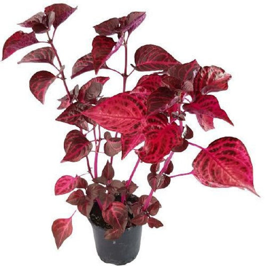 Iresine Iindenii, Bloodleaf Iresine lindenii (small) - www.FOP.ae Buy online Best and Healthy Plants and quality products guarantee in Dubai Plants Shop in Dubai Abu Dhabi all over UAE Plants near me Fresh Plants in Dubai where to buy plants in UAE - FOP.ae