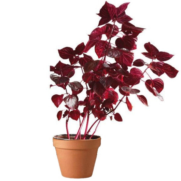 Iresine Iindenii, Bloodleaf Iresine lindenii (small) - www.FOP.ae Buy online Best and Healthy Plants and quality products guarantee in Dubai Plants Shop in Dubai Abu Dhabi all over UAE Plants near me Fresh Plants in Dubai where to buy plants in UAE - FOP.ae