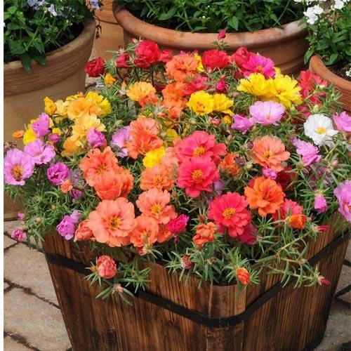 Rose Moss, Portulaca Grandiflora - www.FOP.ae Buy online Best and Healthy Plants and quality products guarantee in Dubai Plants Shop in Dubai Abu Dhabi all over UAE Plants near me Fresh Plants in Dubai where to buy plants in UAE - FOP.ae