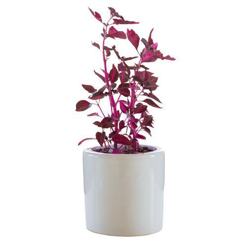 Iresine Iindenii, Bloodleaf Iresine lindenii (small) - www.FOP.ae Buy online Best and Healthy Plants and quality products guarantee in Dubai Plants Shop in Dubai Abu Dhabi all over UAE Plants near me Fresh Plants in Dubai where to buy plants in UAE - FOP.ae