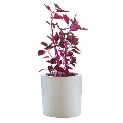 Iresine Iindenii, Bloodleaf Iresine lindenii (small) - www.FOP.ae Buy online Best and Healthy Plants and quality products guarantee in Dubai Plants Shop in Dubai Abu Dhabi all over UAE Plants near me Fresh Plants in Dubai where to buy plants in UAE - FOP.ae