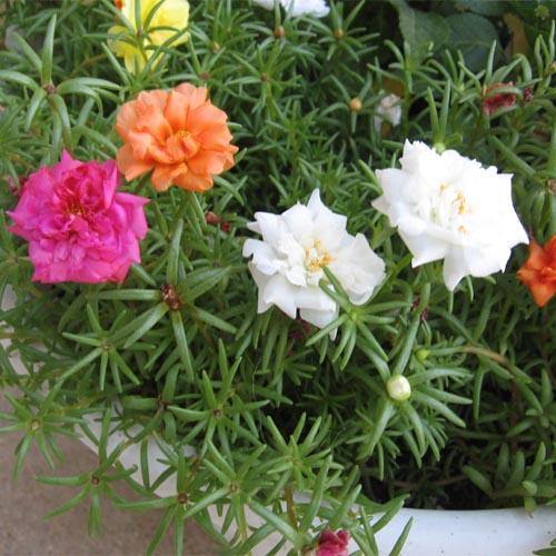 Rose Moss, Portulaca Grandiflora - www.FOP.ae Buy online Best and Healthy Plants and quality products guarantee in Dubai Plants Shop in Dubai Abu Dhabi all over UAE Plants near me Fresh Plants in Dubai where to buy plants in UAE - FOP.ae