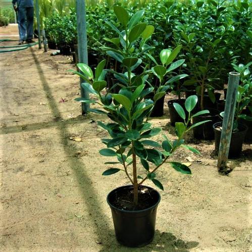 Ficus Hawaii, Green Island - www.FOP.ae Buy online Best and Healthy Plants and quality products guarantee in Dubai Plants Shop in Dubai Abu Dhabi all over UAE Plants near me Fresh Plants in Dubai where to buy plants in UAE - FOP.ae