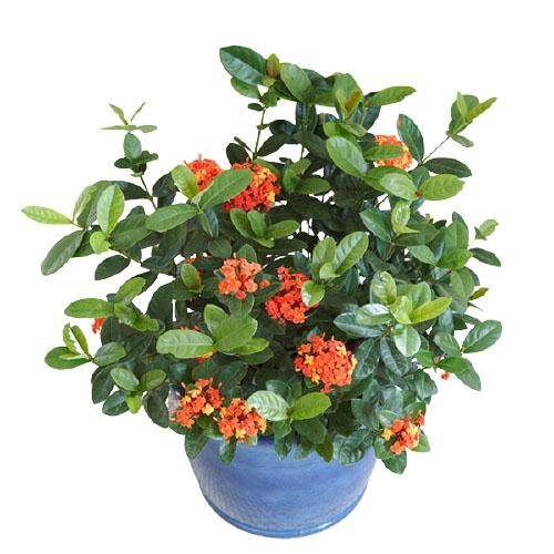 Ixora chinensis, Red, Pink - www.FOP.ae Buy online Best and Healthy Plants and quality products guarantee in Dubai Plants Shop in Dubai Abu Dhabi all over UAE Plants near me Fresh Plants in Dubai where to buy plants in UAE - FOP.ae