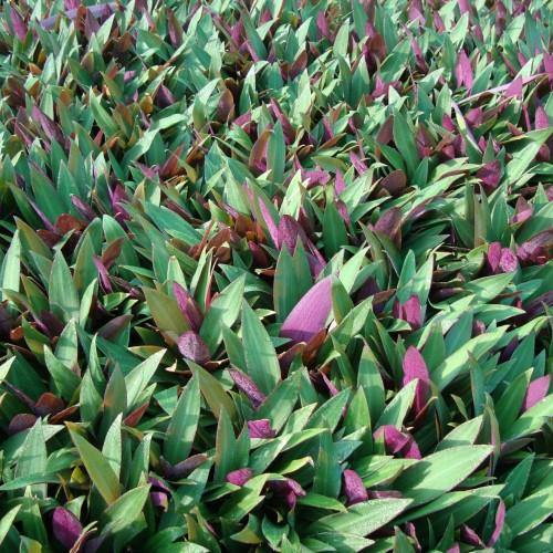 Rhoeo Discolor, Moses In The Cradle (small) - www.FOP.ae Buy online Best and Healthy Plants and quality products guarantee in Dubai Plants Shop in Dubai Abu Dhabi all over UAE Plants near me Fresh Plants in Dubai where to buy plants in UAE - FOP.ae