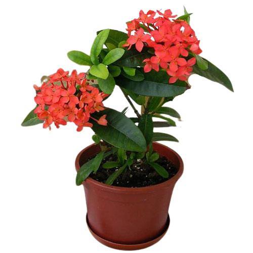 Ixora chinensis, Red, Pink - www.FOP.ae Buy online Best and Healthy Plants and quality products guarantee in Dubai Plants Shop in Dubai Abu Dhabi all over UAE Plants near me Fresh Plants in Dubai where to buy plants in UAE - FOP.ae