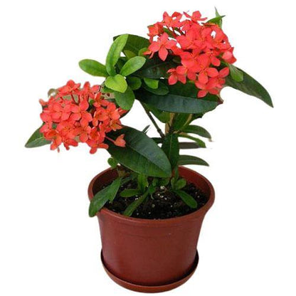 Ixora chinensis, Red, Pink - www.FOP.ae Buy online Best and Healthy Plants and quality products guarantee in Dubai Plants Shop in Dubai Abu Dhabi all over UAE Plants near me Fresh Plants in Dubai where to buy plants in UAE - FOP.ae