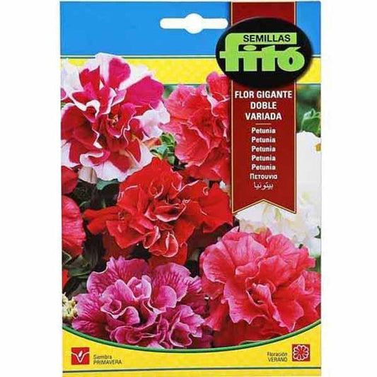 Multiflora Hybrid Double Mixed Seeds - www.FOP.ae Buy online Best and Healthy Plants and quality products guarantee in Dubai Plants Shop in Dubai Abu Dhabi all over UAE Plants near me Fresh Plants in Dubai where to buy plants in UAE - FOP.ae