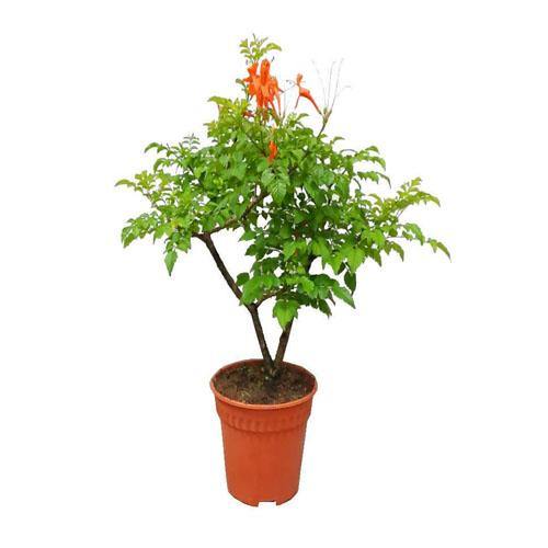 Tecomaria Capensis, Cape Honeysuckle, Red, Orange and Yellow - www.FOP.ae Buy online Best and Healthy Plants and quality products guarantee in Dubai Plants Shop in Dubai Abu Dhabi all over UAE Plants near me Fresh Plants in Dubai where to buy plants in UAE - FOP.ae