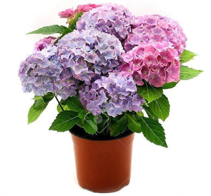 Hydrangea Mix - www.FOP.ae Buy online Best and Healthy Plants and quality products guarantee in Dubai Plants Shop in Dubai Abu Dhabi all over UAE Plants near me Fresh Plants in Dubai where to buy plants in UAE - FOP.ae