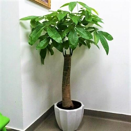 Pachira Aquatica Money Tree Dubai UAE best online Plants – FOP