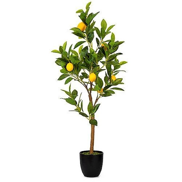Lemon Tree, Citrus Lemon - www.FOP.ae Buy online Best and Healthy Plants and quality products guarantee in Dubai Plants Shop in Dubai Abu Dhabi all over UAE Plants near me Fresh Plants in Dubai where to buy plants in UAE - FOP.ae