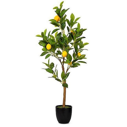 Lemon Tree, Citrus Lemon - www.FOP.ae Buy online Best and Healthy Plants and quality products guarantee in Dubai Plants Shop in Dubai Abu Dhabi all over UAE Plants near me Fresh Plants in Dubai where to buy plants in UAE - FOP.ae