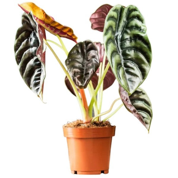 Alocasia Red Secret ,Elephant Ear - www.FOP.ae Buy online Best and Healthy Plants and quality products guarantee in Dubai Plants Shop in Dubai Abu Dhabi all over UAE Plants near me Fresh Plants in Dubai where to buy plants in UAE - FOP.ae