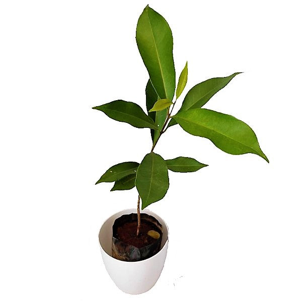 Black Plum, Syzygium Cumini, Java Plum, Jamun, Jambolan - www.FOP.ae Buy online Best and Healthy Plants and quality products guarantee in Dubai Plants Shop in Dubai Abu Dhabi all over UAE Plants near me Fresh Plants in Dubai where to buy plants in UAE - FOP.ae