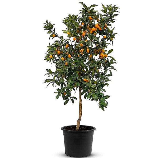Fortunella margarita, Kumquat - www.FOP.ae Buy online Best and Healthy Plants and quality products guarantee in Dubai Plants Shop in Dubai Abu Dhabi all over UAE Plants near me Fresh Plants in Dubai where to buy plants in UAE - FOP.ae