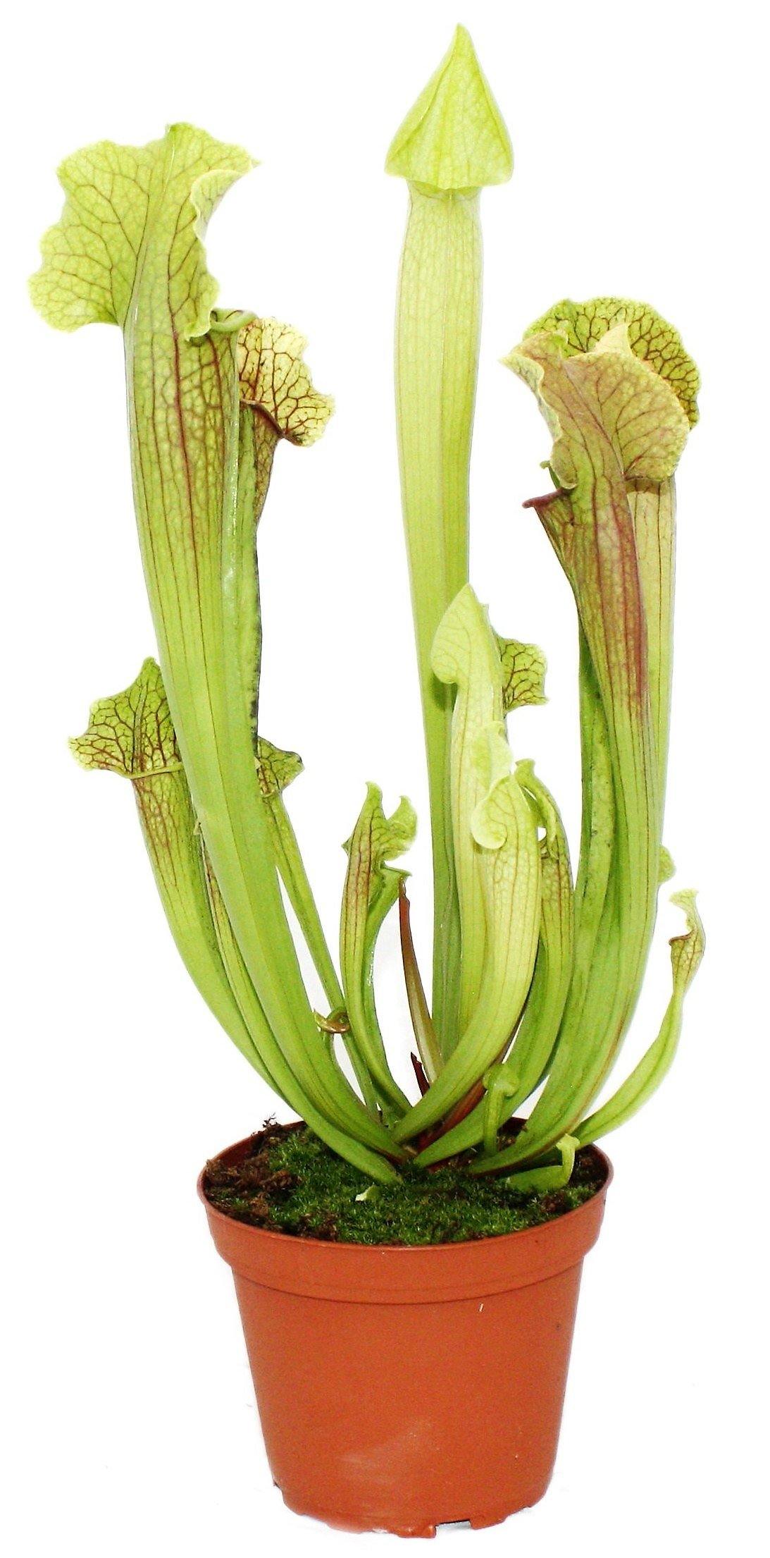 American Pitchers , Sarracenia - www.FOP.ae Buy online Best and Healthy Plants and quality products guarantee in Dubai Plants Shop in Dubai Abu Dhabi all over UAE Plants near me Fresh Plants in Dubai where to buy plants in UAE - FOP.ae