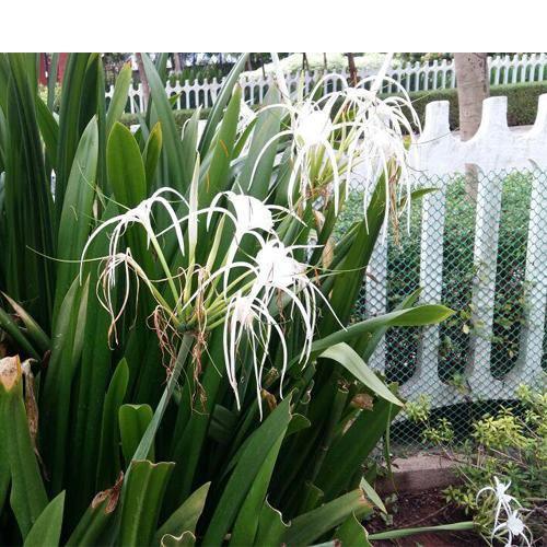 Spider Lily, Hymenocallis Littoralis, Lilly - www.FOP.ae Buy online Best and Healthy Plants and quality products guarantee in Dubai Plants Shop in Dubai Abu Dhabi all over UAE Plants near me Fresh Plants in Dubai where to buy plants in UAE - FOP.ae