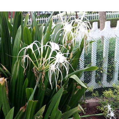 Spider Lily, Hymenocallis Littoralis, Lilly - www.FOP.ae Buy online Best and Healthy Plants and quality products guarantee in Dubai Plants Shop in Dubai Abu Dhabi all over UAE Plants near me Fresh Plants in Dubai where to buy plants in UAE - FOP.ae
