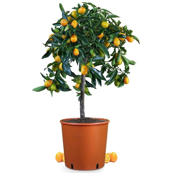 Fortunella margarita, Kumquat - www.FOP.ae Buy online Best and Healthy Plants and quality products guarantee in Dubai Plants Shop in Dubai Abu Dhabi all over UAE Plants near me Fresh Plants in Dubai where to buy plants in UAE - FOP.ae