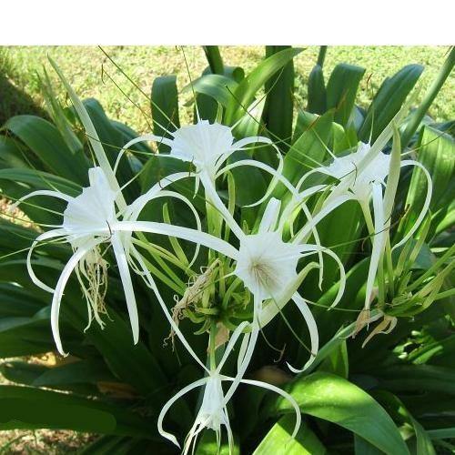 Spider Lily, Hymenocallis Littoralis, Lilly - www.FOP.ae Buy online Best and Healthy Plants and quality products guarantee in Dubai Plants Shop in Dubai Abu Dhabi all over UAE Plants near me Fresh Plants in Dubai where to buy plants in UAE - FOP.ae