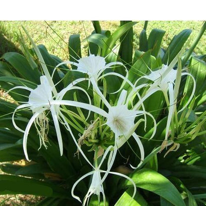 Spider Lily, Hymenocallis Littoralis, Lilly - www.FOP.ae Buy online Best and Healthy Plants and quality products guarantee in Dubai Plants Shop in Dubai Abu Dhabi all over UAE Plants near me Fresh Plants in Dubai where to buy plants in UAE - FOP.ae