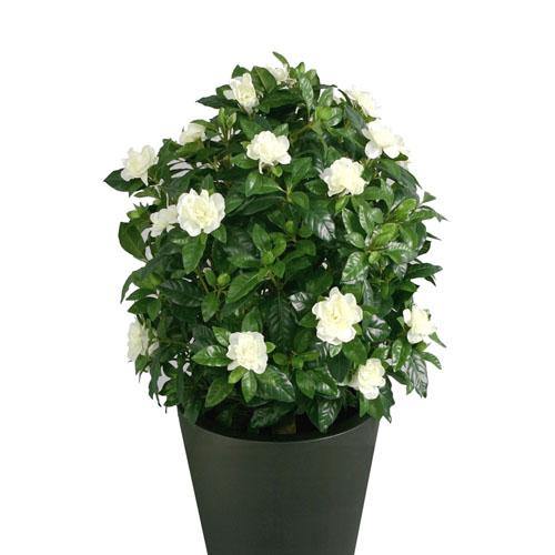 Gardenia Jasminoides, Cape Jasmine, ياسمين outdoor - www.FOP.ae Buy online Best and Healthy Plants and quality products guarantee in Dubai Plants Shop in Dubai Abu Dhabi all over UAE Plants near me Fresh Plants in Dubai where to buy plants in UAE - FOP.ae
