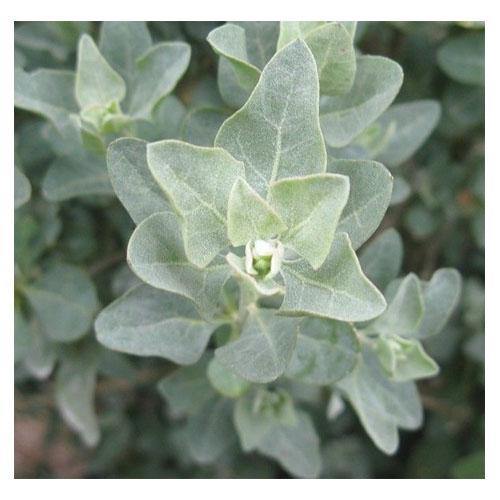 Atriplex halimus, Salt Bush - www.FOP.ae Buy online Best and Healthy Plants and quality products guarantee in Dubai Plants Shop in Dubai Abu Dhabi all over UAE Plants near me Fresh Plants in Dubai where to buy plants in UAE - FOP.ae