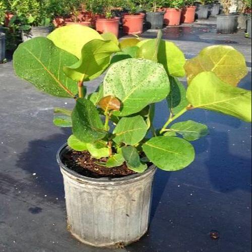 Coccoloba uvifera, Sea Grape - www.FOP.ae Buy online Best and Healthy Plants and quality products guarantee in Dubai Plants Shop in Dubai Abu Dhabi all over UAE Plants near me Fresh Plants in Dubai where to buy plants in UAE - FOP.ae