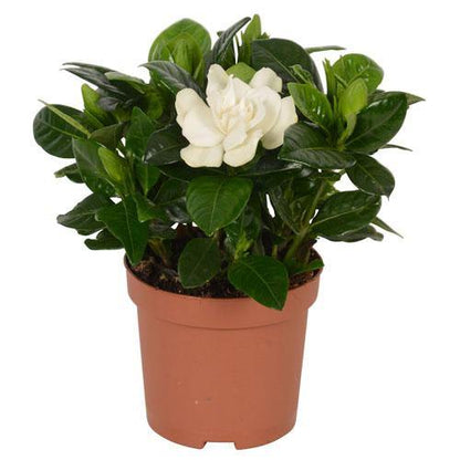 Gardenia Jasminoides, Cape Jasmine, ياسمين outdoor - www.FOP.ae Buy online Best and Healthy Plants and quality products guarantee in Dubai Plants Shop in Dubai Abu Dhabi all over UAE Plants near me Fresh Plants in Dubai where to buy plants in UAE - FOP.ae