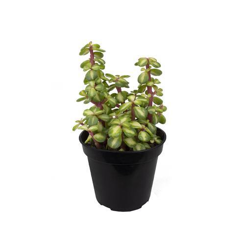 Portulacaria Afra, Elephant Bush - www.FOP.ae Buy online Best and Healthy Plants and quality products guarantee in Dubai Plants Shop in Dubai Abu Dhabi all over UAE Plants near me Fresh Plants in Dubai where to buy plants in UAE - FOP.ae