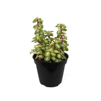 Portulacaria Afra, Elephant Bush - www.FOP.ae Buy online Best and Healthy Plants and quality products guarantee in Dubai Plants Shop in Dubai Abu Dhabi all over UAE Plants near me Fresh Plants in Dubai where to buy plants in UAE - FOP.ae