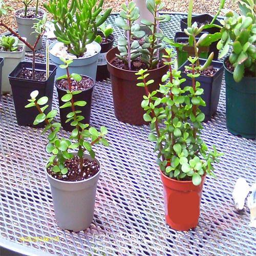 Portulacaria Afra, Elephant Bush - www.FOP.ae Buy online Best and Healthy Plants and quality products guarantee in Dubai Plants Shop in Dubai Abu Dhabi all over UAE Plants near me Fresh Plants in Dubai where to buy plants in UAE - FOP.ae