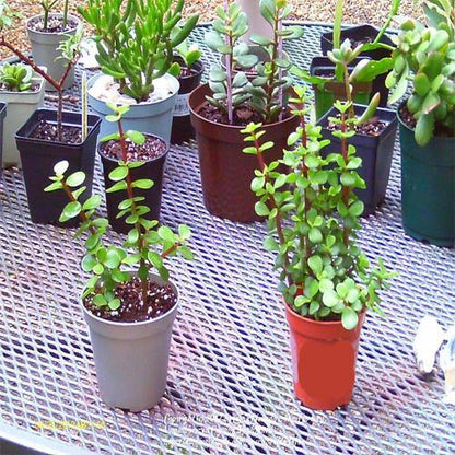Portulacaria Afra, Elephant Bush - www.FOP.ae Buy online Best and Healthy Plants and quality products guarantee in Dubai Plants Shop in Dubai Abu Dhabi all over UAE Plants near me Fresh Plants in Dubai where to buy plants in UAE - FOP.ae