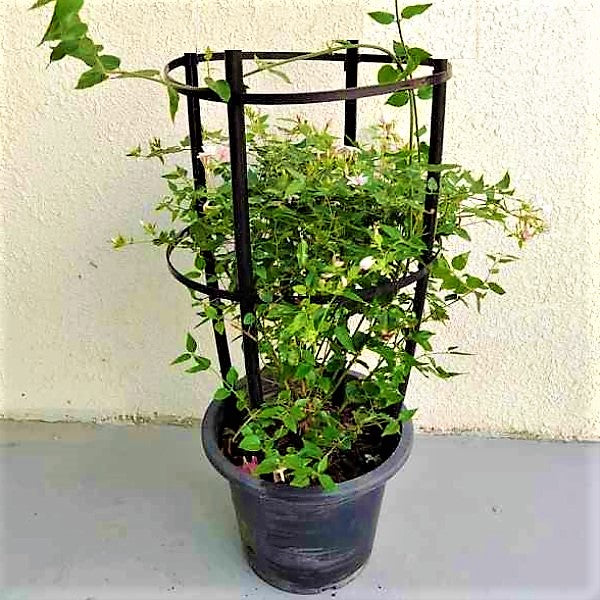 Jasminum Grandiflora, Grandiflorum, Jasmine Climber - www.FOP.ae Buy online Best and Healthy Plants and quality products guarantee in Dubai Plants Shop in Dubai Abu Dhabi all over UAE Plants near me Fresh Plants in Dubai where to buy plants in UAE - FOP.ae