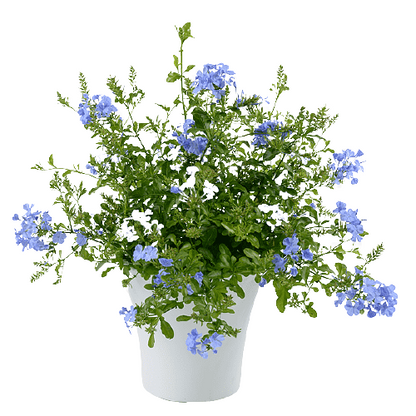 Plumbago Capensis, The Blue Plumbago - www.FOP.ae Buy online Best and Healthy Plants and quality products guarantee in Dubai Plants Shop in Dubai Abu Dhabi all over UAE Plants near me Fresh Plants in Dubai where to buy plants in UAE - FOP.ae