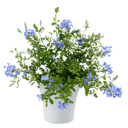 Plumbago Capensis, The Blue Plumbago - www.FOP.ae Buy online Best and Healthy Plants and quality products guarantee in Dubai Plants Shop in Dubai Abu Dhabi all over UAE Plants near me Fresh Plants in Dubai where to buy plants in UAE - FOP.ae