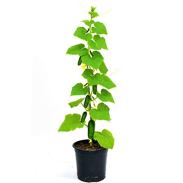 Cucumber Plant - www.FOP.ae Buy online Best and Healthy Plants and quality products guarantee in Dubai Plants Shop in Dubai Abu Dhabi all over UAE Plants near me Fresh Plants in Dubai where to buy plants in UAE - FOP.ae