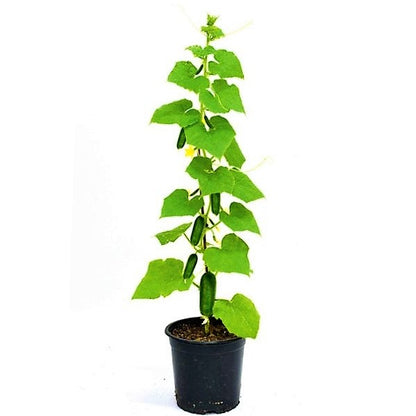 Cucumber Plant - www.FOP.ae Buy online Best and Healthy Plants and quality products guarantee in Dubai Plants Shop in Dubai Abu Dhabi all over UAE Plants near me Fresh Plants in Dubai where to buy plants in UAE - FOP.ae