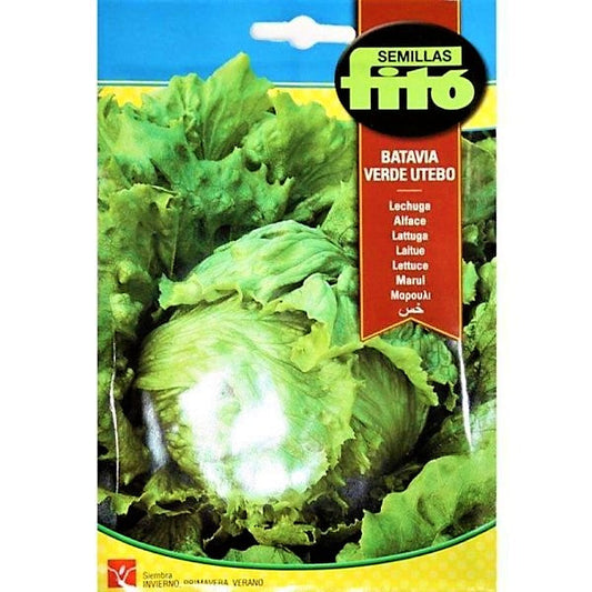 Lettuce Webbs Wonderful Seeds - www.FOP.ae Buy online Best and Healthy Plants and quality products guarantee in Dubai Plants Shop in Dubai Abu Dhabi all over UAE Plants near me Fresh Plants in Dubai where to buy plants in UAE - FOP.ae