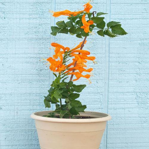 Tecomaria Capensis, Cape Honeysuckle, Red, Orange and Yellow - www.FOP.ae Buy online Best and Healthy Plants and quality products guarantee in Dubai Plants Shop in Dubai Abu Dhabi all over UAE Plants near me Fresh Plants in Dubai where to buy plants in UAE - FOP.ae