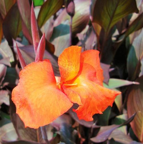 Canna Indica, Purpurea - www.FOP.ae Buy online Best and Healthy Plants and quality products guarantee in Dubai Plants Shop in Dubai Abu Dhabi all over UAE Plants near me Fresh Plants in Dubai where to buy plants in UAE - FOP.ae