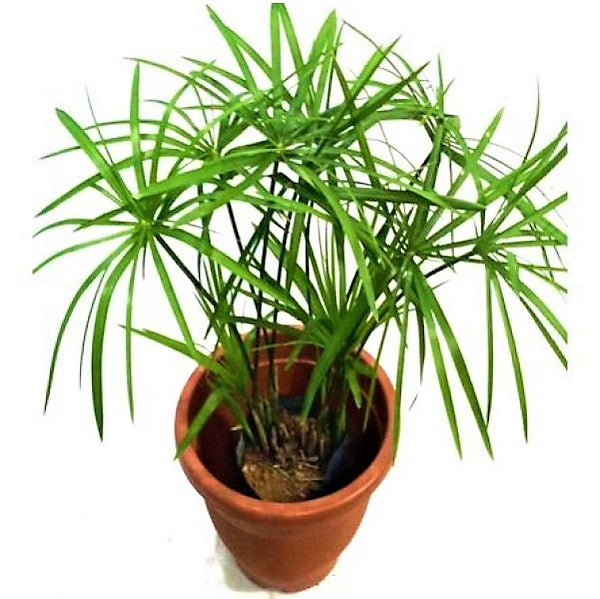 Cyperus Alternifolius, Umbrella Sedge - www.FOP.ae Buy online Best and Healthy Plants and quality products guarantee in Dubai Plants Shop in Dubai Abu Dhabi all over UAE Plants near me Fresh Plants in Dubai where to buy plants in UAE - FOP.ae