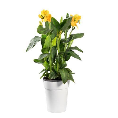 Canna indica, Canna Green - www.FOP.ae Buy online Best and Healthy Plants and quality products guarantee in Dubai Plants Shop in Dubai Abu Dhabi all over UAE Plants near me Fresh Plants in Dubai where to buy plants in UAE - FOP.ae