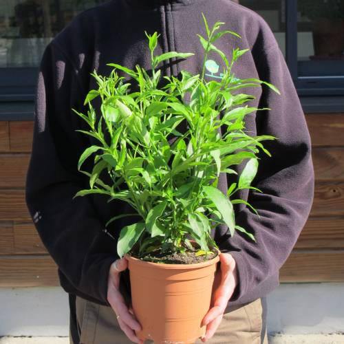 Cestrum Diurnum, Day King - www.FOP.ae Buy online Best and Healthy Plants and quality products guarantee in Dubai Plants Shop in Dubai Abu Dhabi all over UAE Plants near me Fresh Plants in Dubai where to buy plants in UAE - FOP.ae