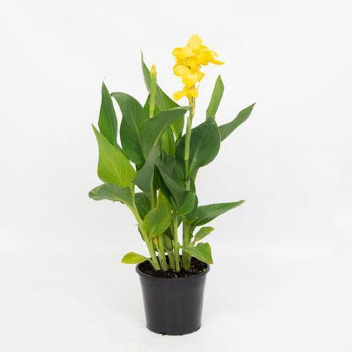 Canna indica, Canna Green - www.FOP.ae Buy online Best and Healthy Plants and quality products guarantee in Dubai Plants Shop in Dubai Abu Dhabi all over UAE Plants near me Fresh Plants in Dubai where to buy plants in UAE - FOP.ae