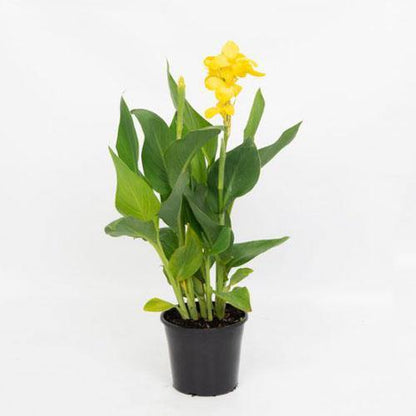 Canna indica, Canna Green - www.FOP.ae Buy online Best and Healthy Plants and quality products guarantee in Dubai Plants Shop in Dubai Abu Dhabi all over UAE Plants near me Fresh Plants in Dubai where to buy plants in UAE - FOP.ae